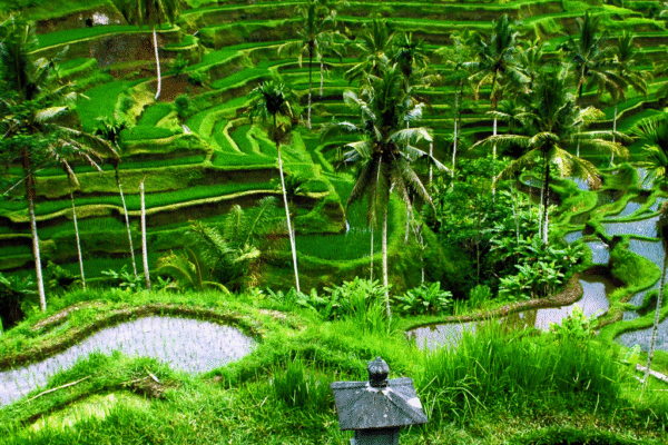 Indonesia 1