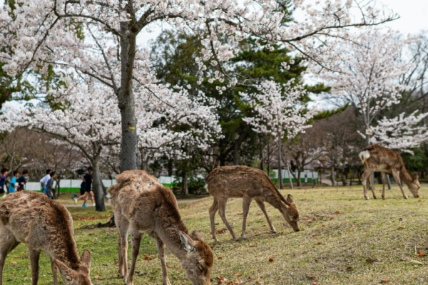 Japon-7